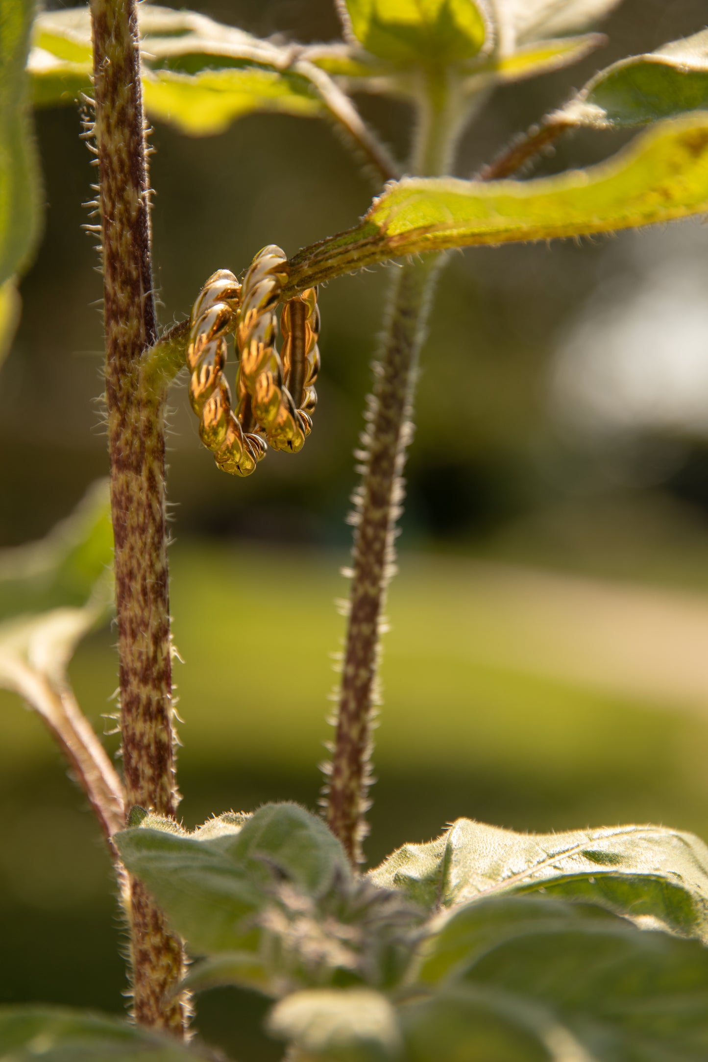 Orecchini In acciaio dorato - Intreccio di eleganza e resistenza